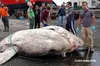 Важить майже 3 тонни: на португальському острові виявили найважчу рибу