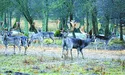На роботу проводжають і зустрічають з неї... олені