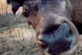 Чи дасть собі раду олень з переламаною ногою?