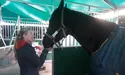 «Є 700 пропозицій із-за кордону, де людям з кіньми пропонують прихисток»