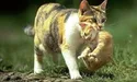 Коли не стало своїх кошенят, «усиновлювала» чужих…