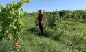 «Це міф, що на Львівщині не можна вирощувати виноград для вина. Було б бажання»