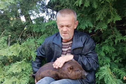 У цього свійського кабанчика забарвлення таке ж, як у його батька – дикого кабана