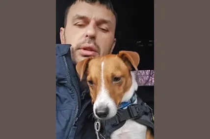 Попри російську брехню, пес-сапер Патрон живий-здоровий, чого бажає і вам.