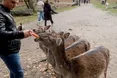 Олень людині — друг, товариш...