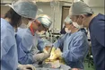 У Японії готуються до перших клінічних випробувань із пересадки людям свинячих нирок