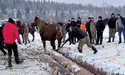 На фестивалі коней лупцювали батогами