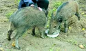 Дик Мейсон з подругою Тюлькою полюбляють коров’яче молоко