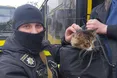 "Поляки можуть забрати тварин на час війни або назавжди"