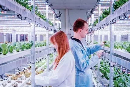 У вертикальній теплиці Кислейки отримують зелень будь-якої пори року. Фото з архіву родини Кислейків.
