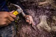 Dasosaurus tocantinensis: у Бразилії відкрили новий вид гігантського динозавра