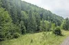Компанія з Ужгорода сплатила майже 1 мільйон гривень штрафу за знищення пралісу