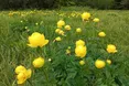 На Зелені свята горяни плетуть вінці коровам і прикрашають їх бартвінком-купальницею…