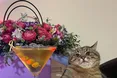 Харківського кота уподобала американська зірка