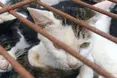 У Китаї врятували тисячу котів, яких везли на… бійню