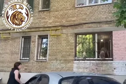 Скрін із відео