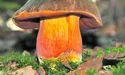 У Карпатах смакують грибною свіжиною