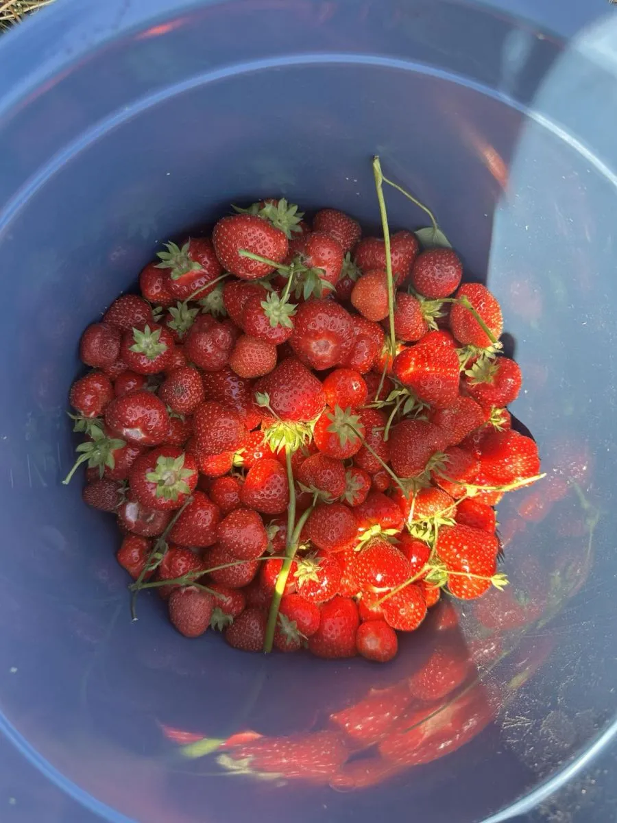 Ціни на полуницю цього року "кусаються"