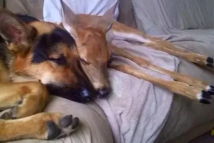 Це не кіно - це одна з багатьох щасливих миттєвостей дружби Сержанта і Гречки.