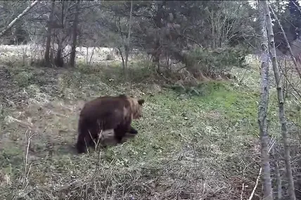 Скрин із відео