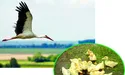 Бузьки роблять людям… шкоду