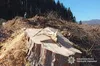 На Львівщині судитимуть чоловіка за незаконну вирубку понад 260 дерев і підробку документів