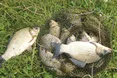 Цей місяць потішить рибальськими трофеями!