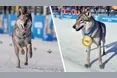 Мабуть, уже час проводити… собачі Олімпіади
