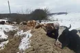 Корови на снігу