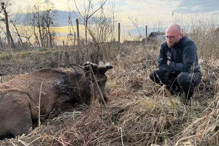Так львівські зооволонтери намагалися допомогти оленю Борису. Фото "Домівки Врятованих Тварин"