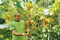 Як виростити органічний виноград
