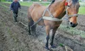І своє поле обробляє, й односельцям допомагає