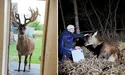 Щасливе продовження сумної історії: олень Борис вижив!