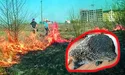 Спалюють траву — знищують Україну!