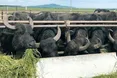На фермі панує матріархат, але кожен буйвол має свій «гарем»