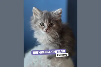 Фото: AdoptMe Days - Перший Фестиваль адопції тварин