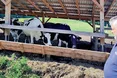 Монастирські корови дають високі надої