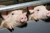 У Києві зафіксували спалах африканської чуми свиней