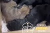 У Давидові хлопець врятував шістьох цуценят, яких чоловік ніс у пакеті з каменем, щоб утопити