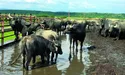 Мають басейн, а у болоті приймають омолоджувальні ванни
