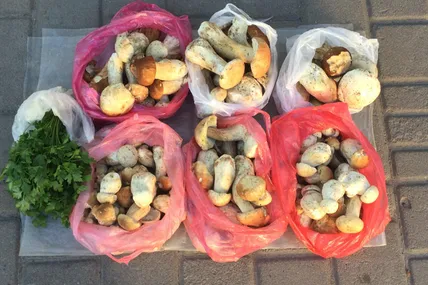 Осінні боровики більш фактурні, ніж літні. Фото автора