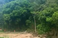 Джунглі Амазонки