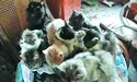 Урятувати котів із вулиці Літньої