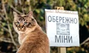 Окупанти замінували… кішку