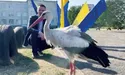 «Пізній» бузько оселився у Миролюбівці