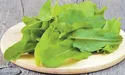 Весняний король – щавель