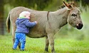Кінська сила сільського... ослика