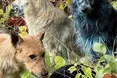 У Чорнобилі пси стали… синіми. Але не від радіації