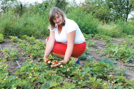 У Валентини Руденко виростають великі й соковиті ягоди. Фото з сімейного архіву Валентини Руденко.