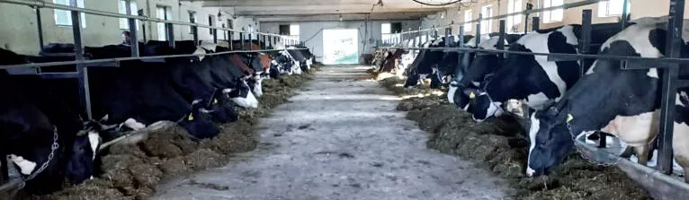 У корівнику завжди чистота і порядок